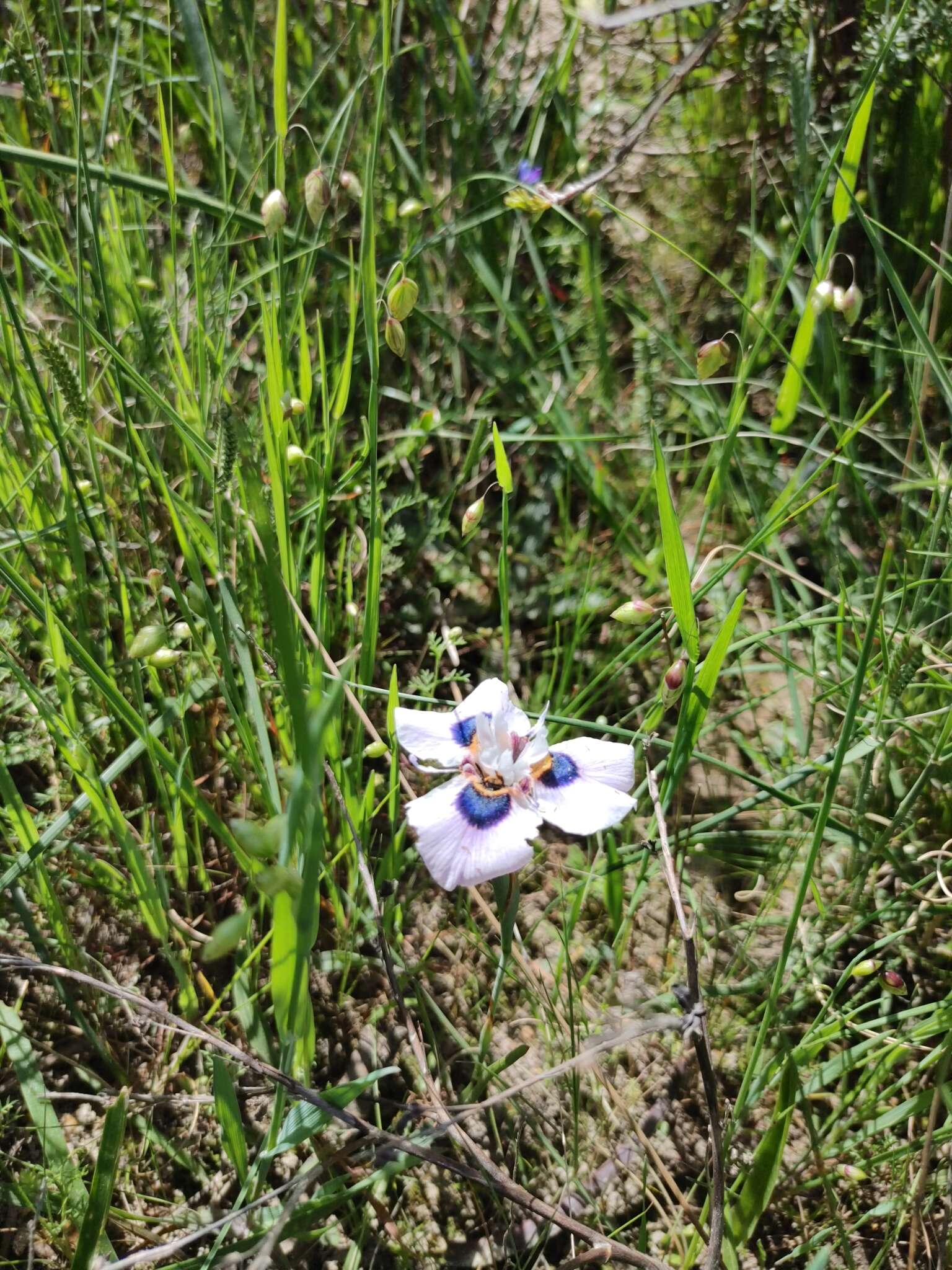 Image of Moraea villosa subsp. villosa