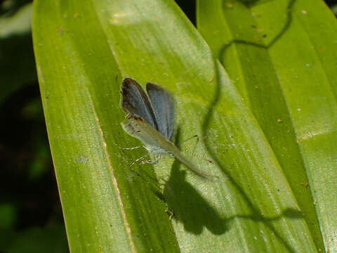 Image of Everes lacturnus rileyi