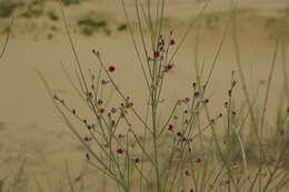 Image of Eremosparton aphyllum (Pall.) Fisch. & C. A. Mey.