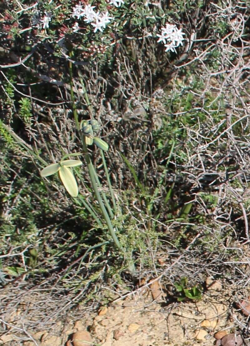 Image of Albuca acuminata Baker