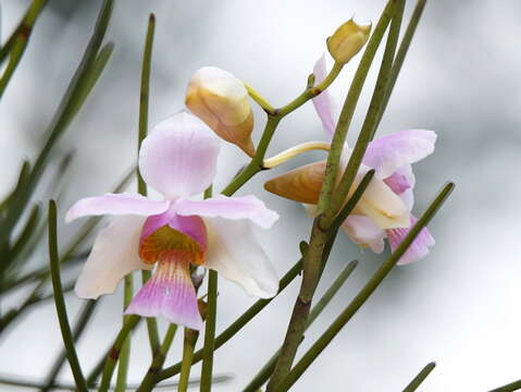 Image of Papilionanthe teres (Roxb.) Schltr.