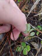 Image of scurf hoarypea