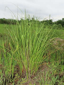 Image of Cladium mariscus subsp. mariscus