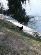 Image of Plumbeous Rail