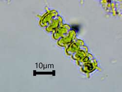 Image of <i>Sphaerozosma filiforme</i> Ralfs