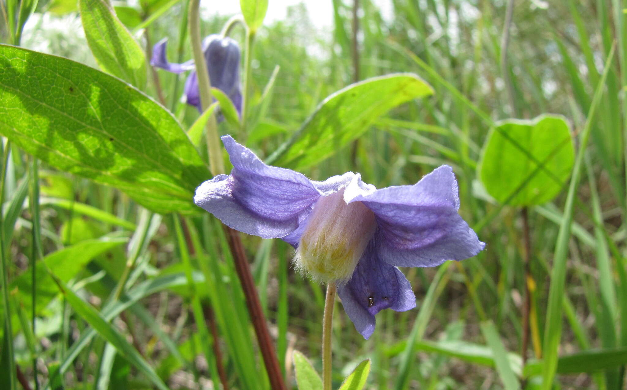 Imagem de Clematis integrifolia L.