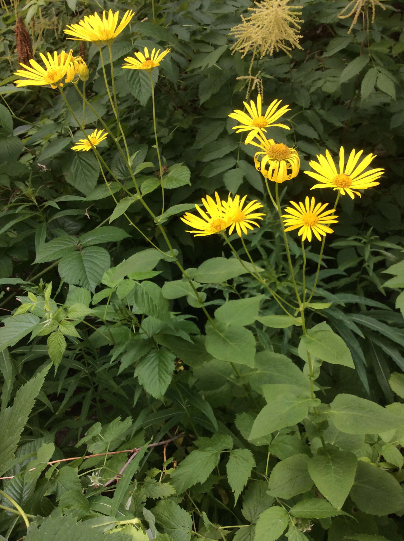 Imagem de Doronicum pardalianches L.