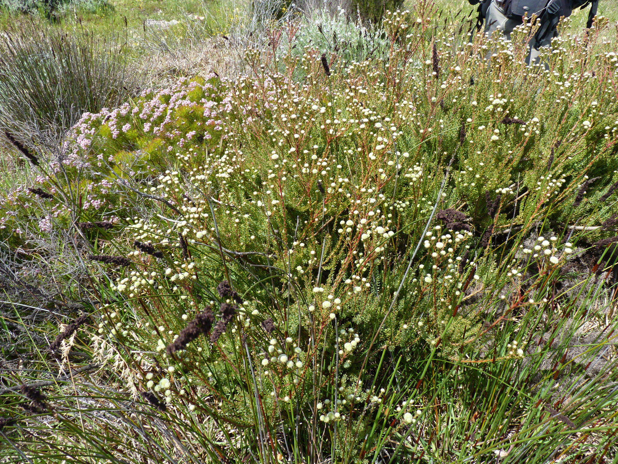 Image of Cape Flats Conebush