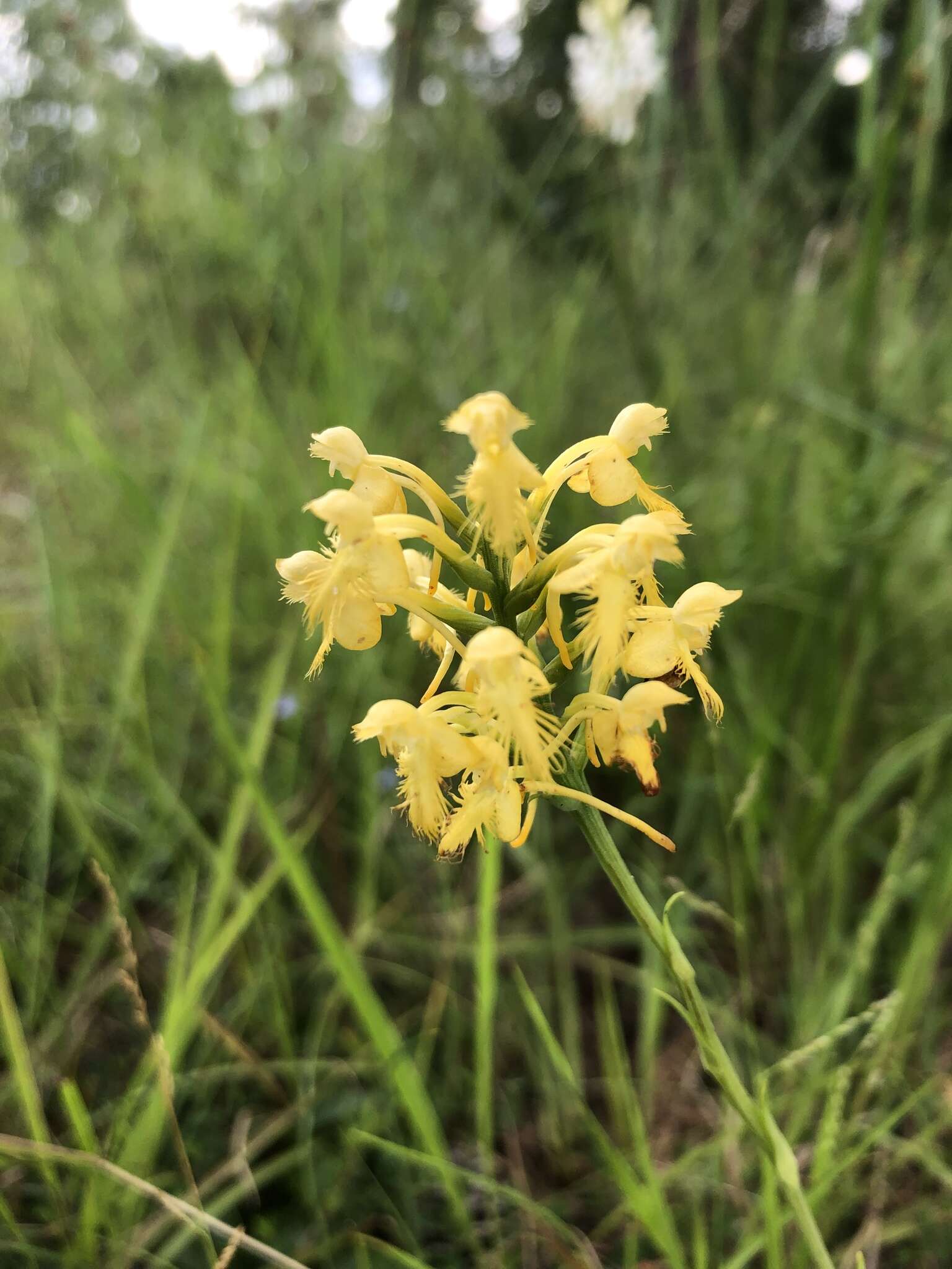 Imagem de Platanthera canbyi (Ames) Luer