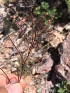 Image de Eremothera chamaenerioides (A. Gray) W. L. Wagner & Hoch