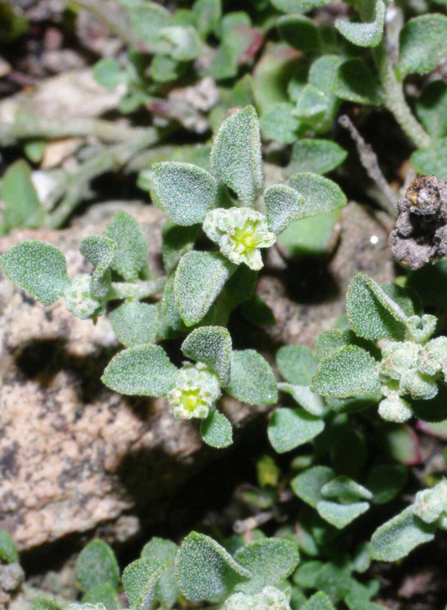 Image of Desert goosefoot