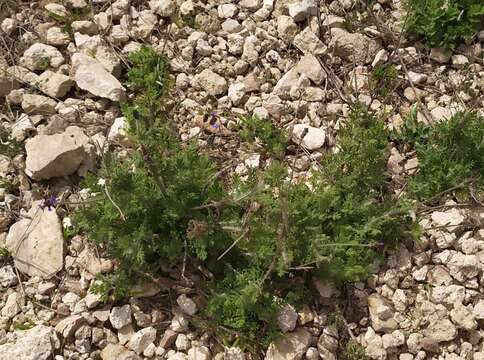 Image of Lavandula multifida L.