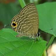 Image of Nacaduba calauria malayica Corbet 1938