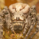 Image de Stegodyphus bicolor (O. Pickard-Cambridge 1869)