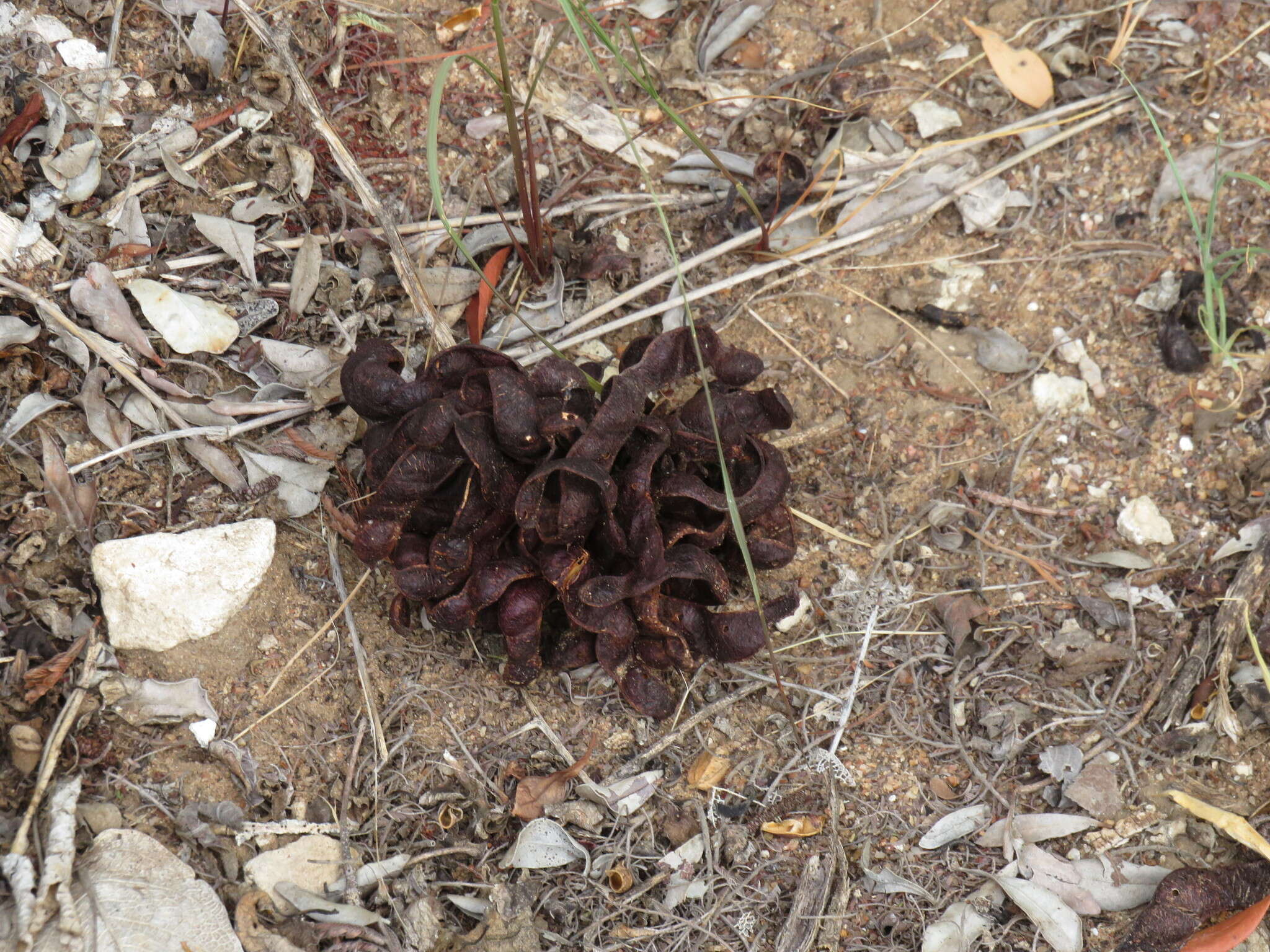 Imagem de Dichrostachys cinerea (L.) Wight & Arn.