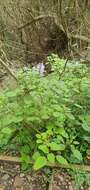 Image of Plectranthus zuluensis T. Cooke