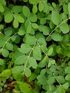 Image of Symphoricarpos albus var. albus