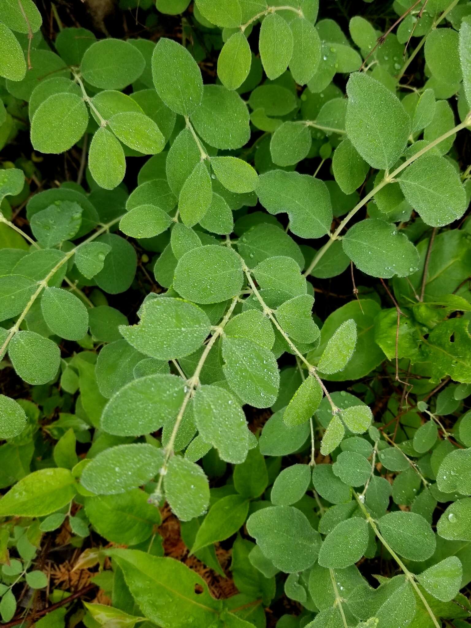 Image of Symphoricarpos albus var. albus