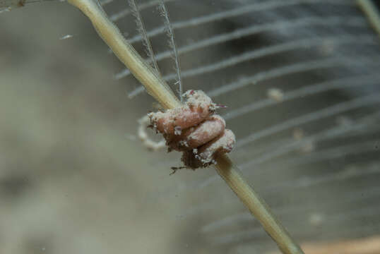 Image of parasitic solenogaster