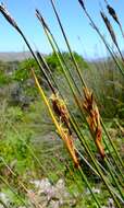 Image of Neesenbeckia punctoria (Vahl) Levyns