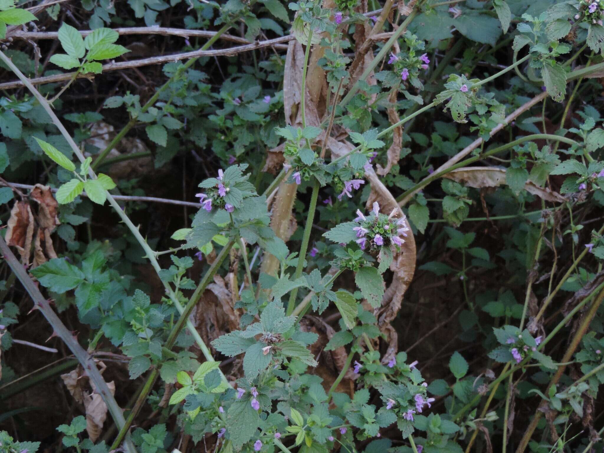 Ballota nigra subsp. foetida (Vis.) Hayek resmi