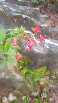 Image de Lopezia grandiflora Zucc.