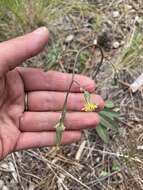 Image of yellow hawkweed