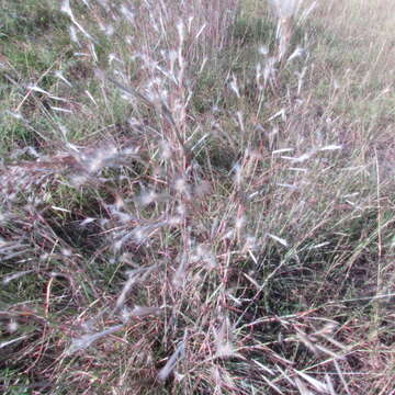 Image of splitbeard bluestem