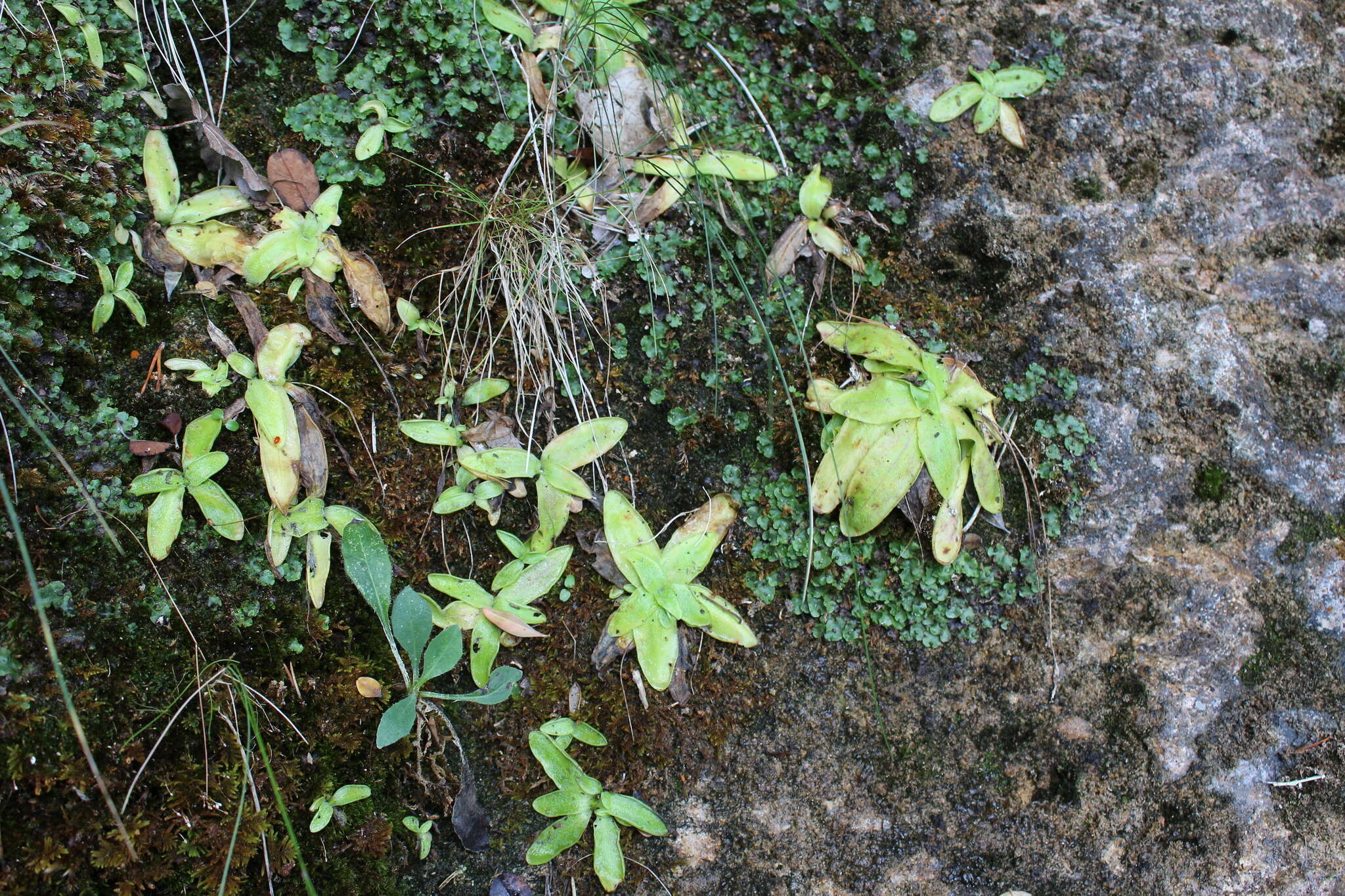 Imagem de Pinguicula dertosensis (Cañig.) G. Mateo Sanz & M. B. Crespo Villalba