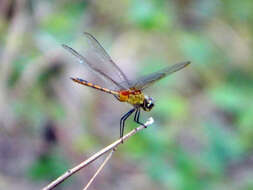 Image of Tawny Pennant