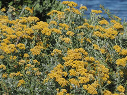 صورة Helichrysum revolutum (Thunb.) Less.