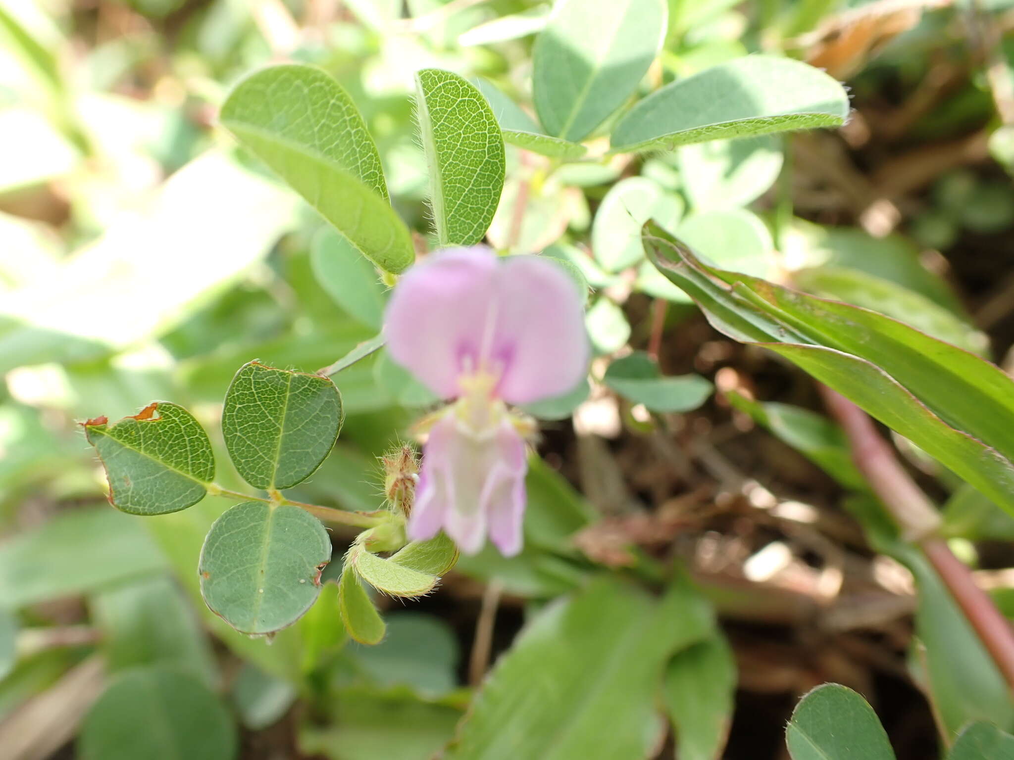 Слика од Grona heterophylla