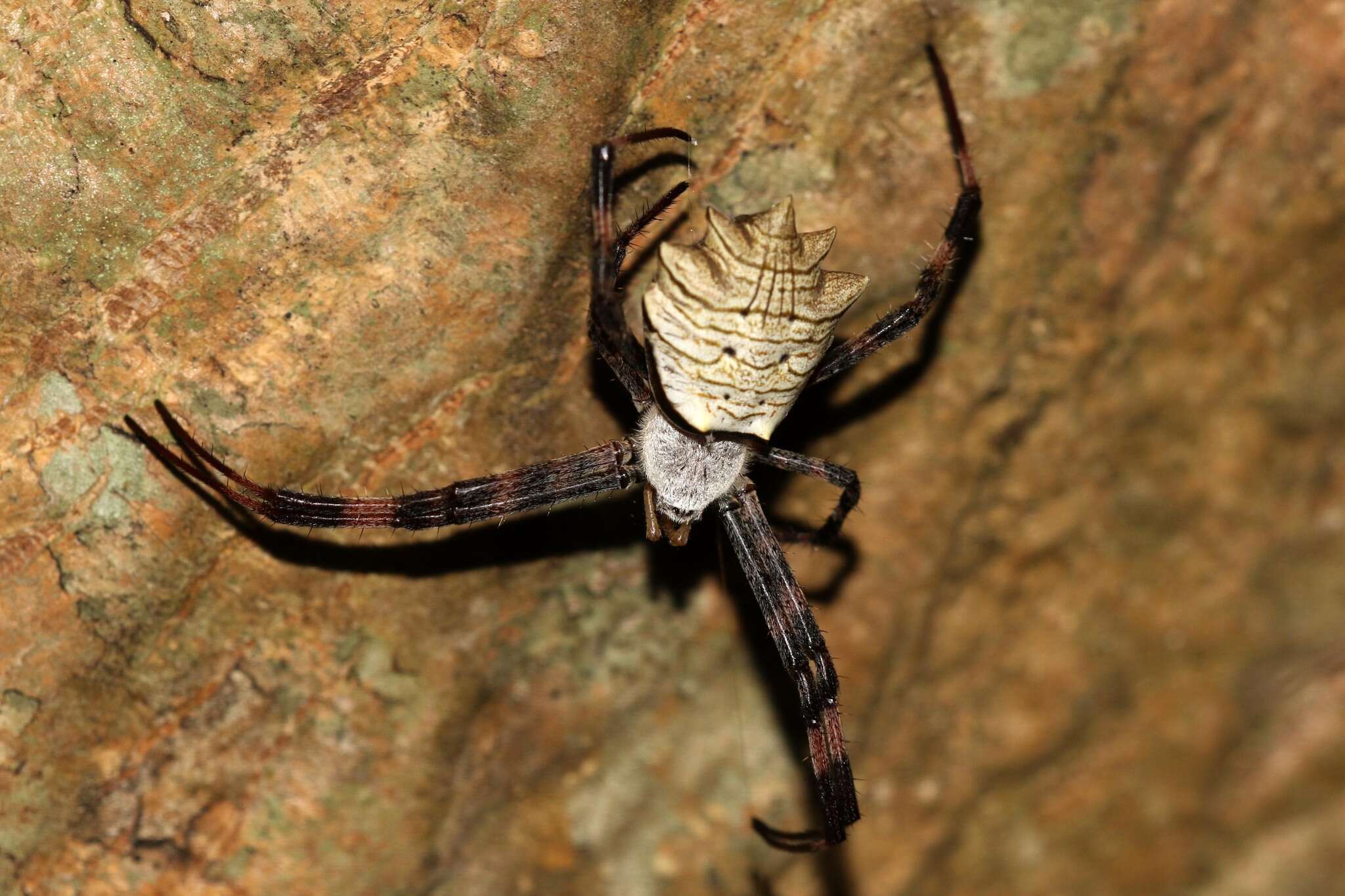 Image of Argiope levii Bjørn 1997