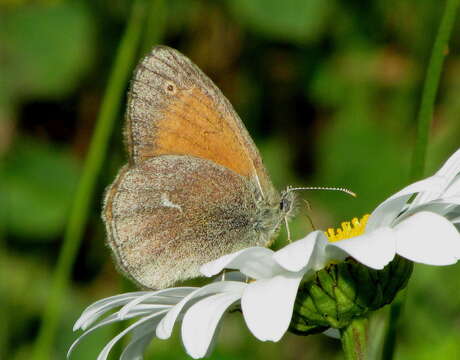 Image of Coenonympha california Westwood (1851)