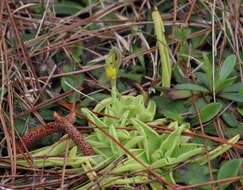 Image of yellow butterwort