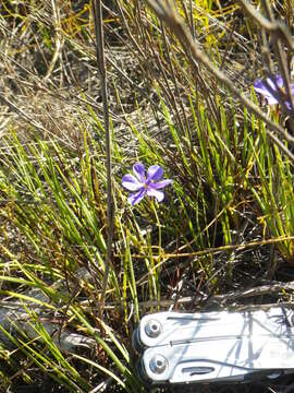 Image of Aristea glauca Klatt