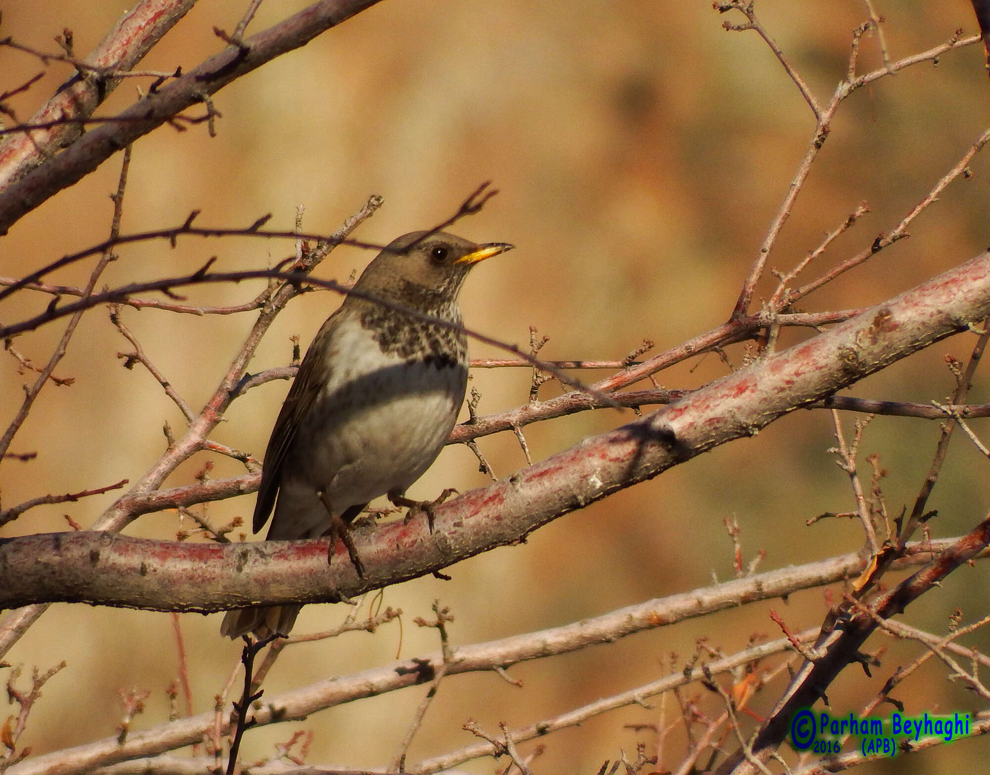 Imagem de Turdus atrogularis Jarocki 1819