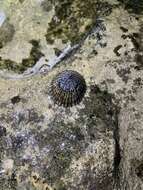 Image of black limpet