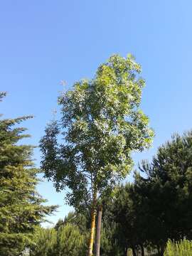 Image of Narrow-leafed Ash