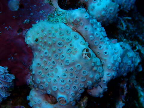 Image of Honeycomb Sponge