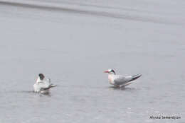 Image of Elegant Tern