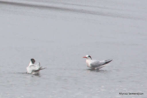 Image of Elegant Tern