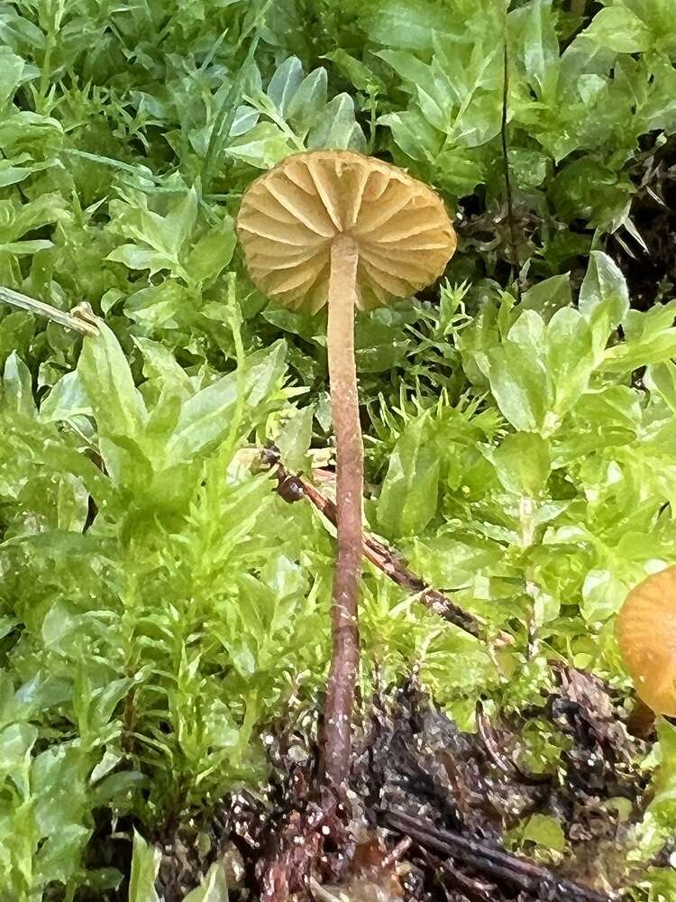 Image de Galerina vittiformis (Fr.) Singer 1950