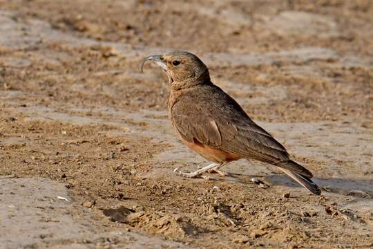 Image of Rufous-tailed Lark