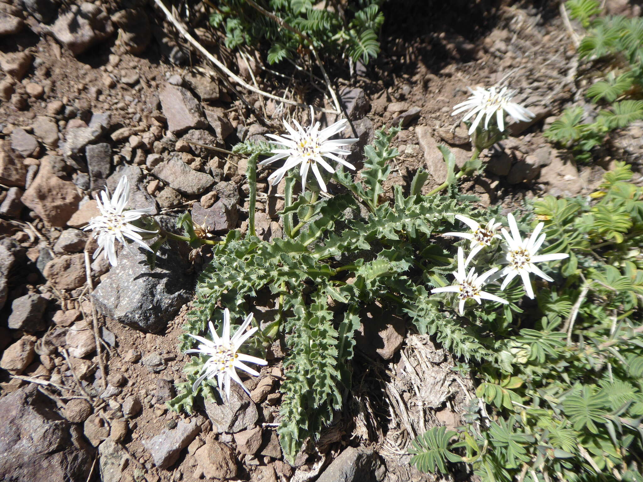 Sivun Perezia carthamoides (D. Don) Hook. & Arn. kuva