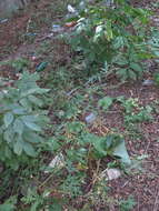 Image of Artemisia sylvatica Maxim.