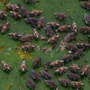 Image of Leafhopper