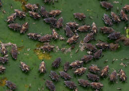 Image of Leafhopper