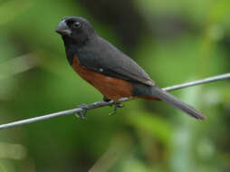 Image of Chestnut-bellied Seed Finch