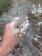 Eremothera boothii (Douglas) W. L. Wagner & Hoch的圖片